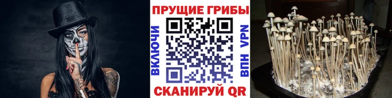 Купить где  Саки  Псилоцибиновые грибы Psilocybe 